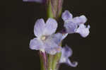 Narrowleaf vervain